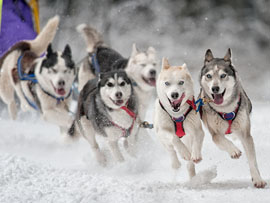 20. Internationales Schlittenhunderennen