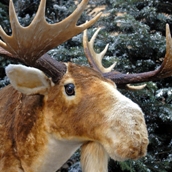 Les Lumières de Noël ...