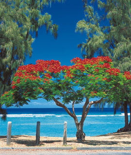 Noël à la Réunion